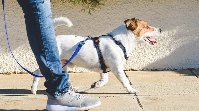 Come proteggere zampe del cane