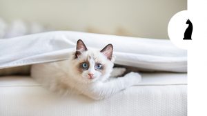 Comportamento dei gatti: 4 miti da sfatare