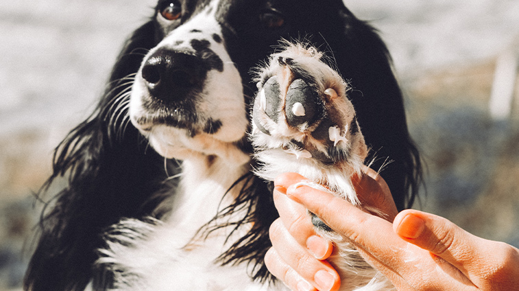 Protezione zampe cani