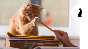 Come educare un gatto: è davvero possibile?