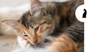 Filaria nel gatto: sai cos’è e come prevenirla?