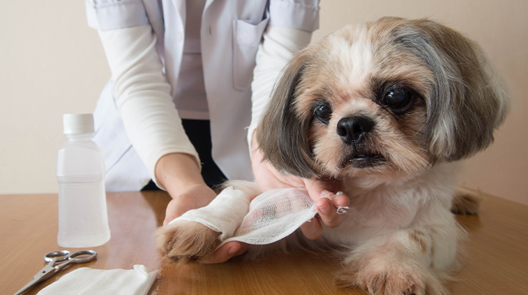 Kit pronto soccorso per cane