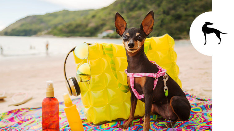 Protezione solare per cani