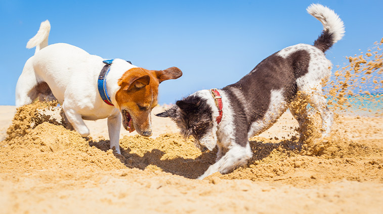 Quale protezione solare scegliere per il cane