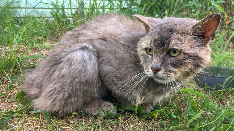 filaria gatto sintomi