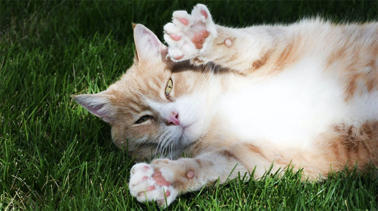 creme solari per gatti