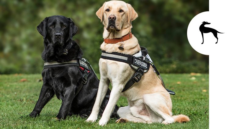 Accessori per cani pettorine guinzagli collari set perfetto