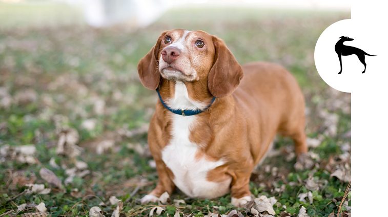 Cane in sovrappeso Cane in sovrappeso