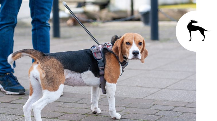 Guinzaglio per cane