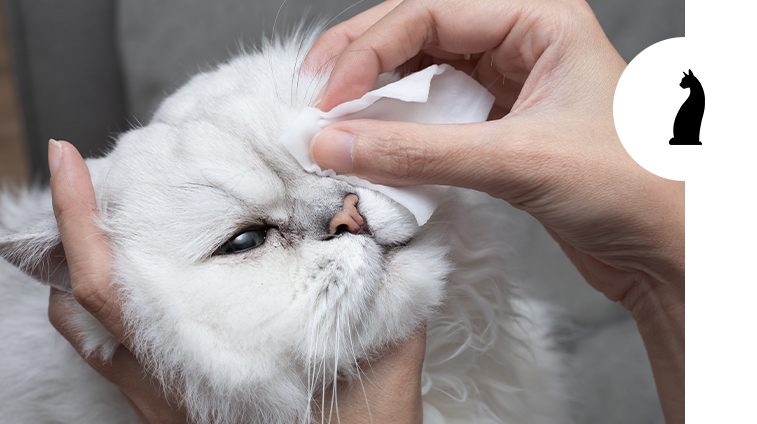 Infezioni agli occhi dei gatti riconoscerle curarle