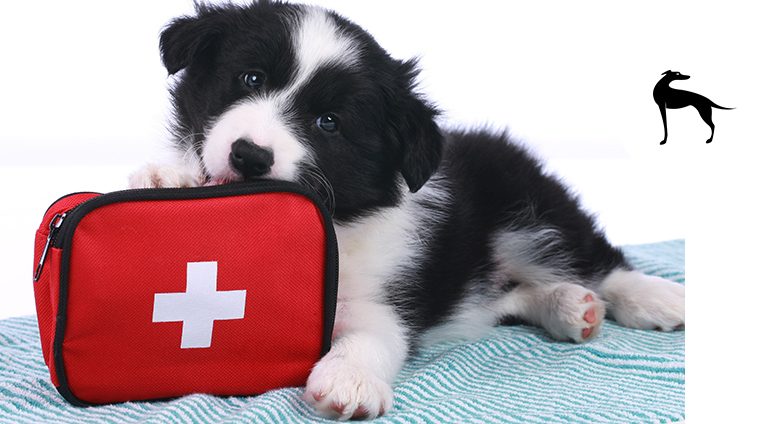 Kit pronto soccorso cane prodotti indispensabili