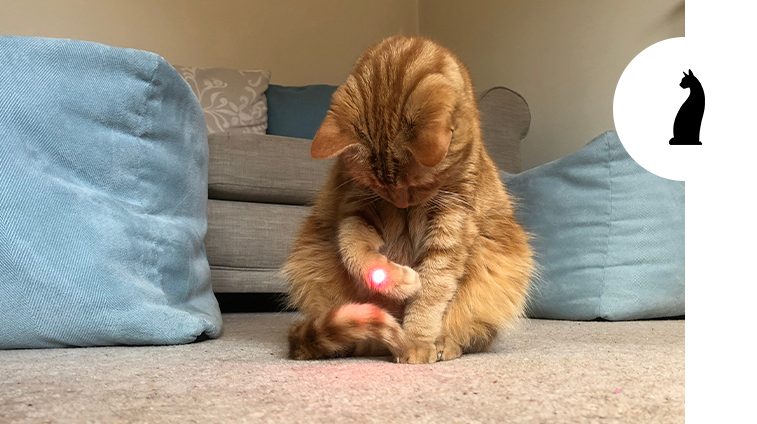 Luce laser per gatti