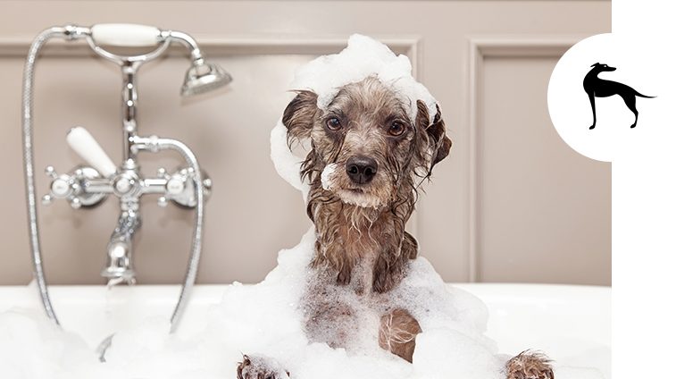 Prodotti per igiene del cane Prodotti per igiene del cane