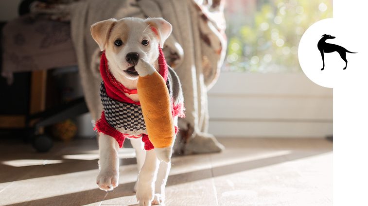 Quando mettere il cappottino al cane