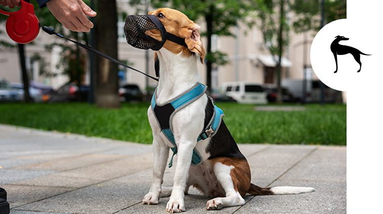 Museruola obbligatoria cani: cosa dice la legge - Italpet