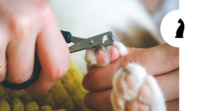 Quando tagliare le unghie al gatto