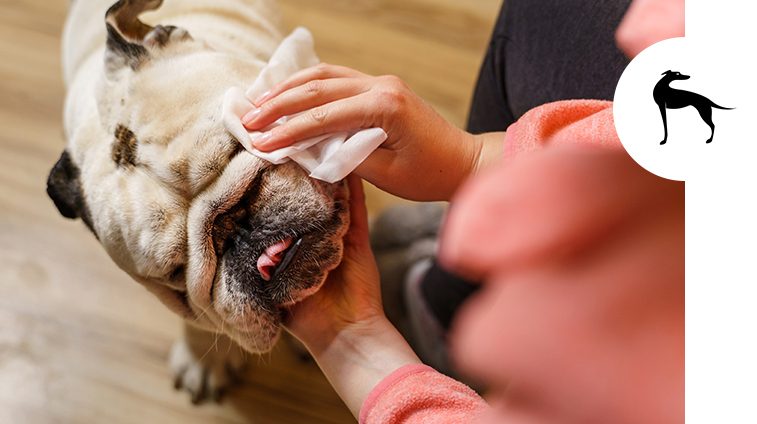 Salviette alla clorexidina per cani: quando e perché usarle - Italpet