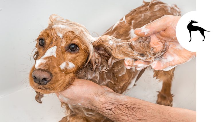 scegliere miglior shampoo per cani