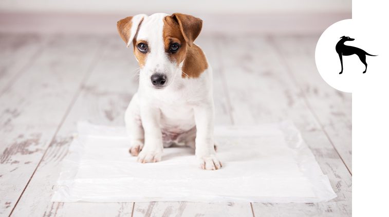 Tappetini e traversine per cani: tutto quello che devi sapere