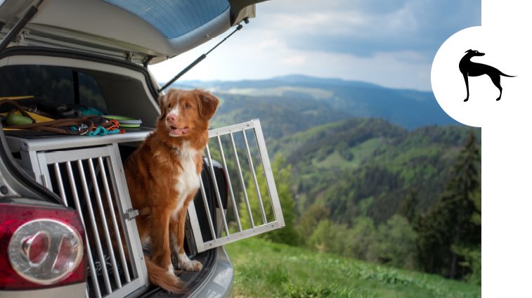 Trasportare animali in auto Trasportare animali in auto