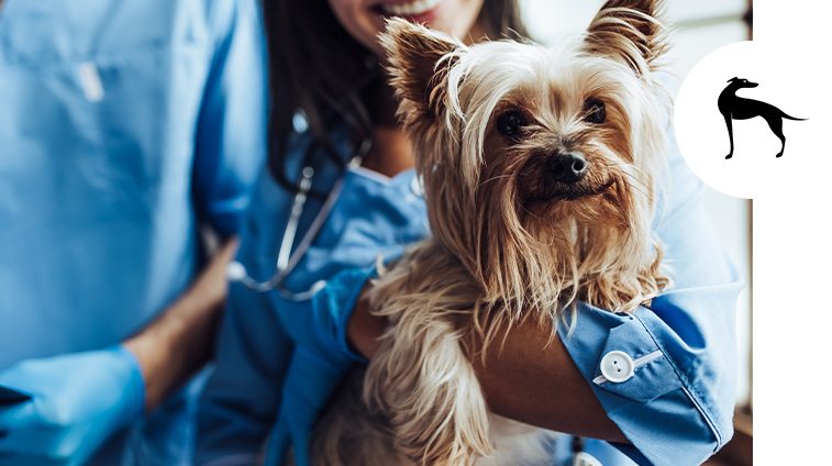 Viaggiare con il cane